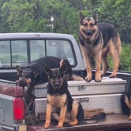 German Shepherds from Judds German Shepherds