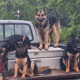 German Shepherds from Judds German Shepherds