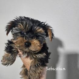 Sebastian - Black and tan male Yorkshire Terrier puppy in West Plains, Missouri from Brinkley Yorkies