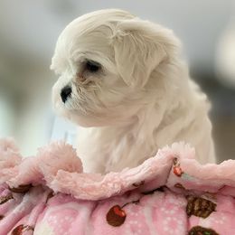 Maltese Puppies from Platinum Dunes Maltese