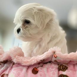 Maltese Puppies from Platinum Dunes Maltese