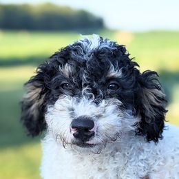 Augie - Tri-color Bernedoodle puppy in Angola, Indiana from Danae's Bernedoodles