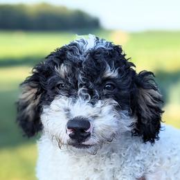 Augie - Tri-color Bernedoodle puppy in Angola, Indiana from Danae's Bernedoodles
