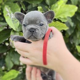 Red Collar - Blue female French Bulldog puppy in Jamestown, Kentucky from French Valley Miniature Goldendoodles & French Bulldogs