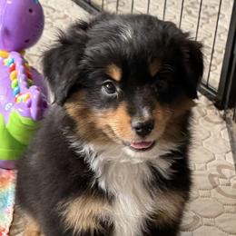 BlackJack - Black tri male Miniature American Shepherd puppy in Garysburg, North Carolina from Schaefer's Miniature American Shepherds