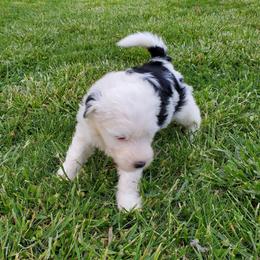 Daffy - Black and white female Sheepadoodle puppy in Bellevue, Iowa from Fluffy Wonders Poms and Doodles