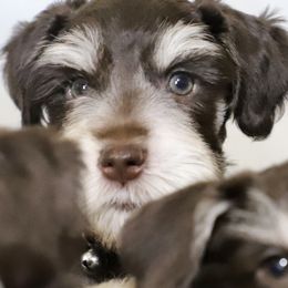 Miniature Schnauzer Puppies from Reservoir Dogs