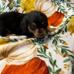 Remi - Black and cream male Dachshund puppy in Ft Dodge, Iowa from Secret Reality