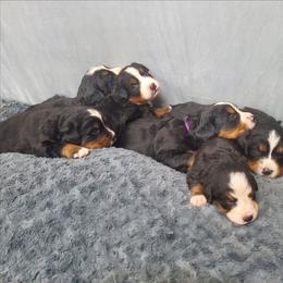 Females Spot 5 - Black rust and white female Bernese Mountain Dog puppy in Nicholson, Georgia from Bernese Mountain Dogs of Pony Trail Farm
