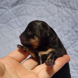 Joy - Black and tan female Pomeranian puppy in Fort Worth, Texas from Picture Perfect Poms