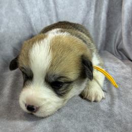 Yellow Collar Female - Red female Pembroke Welsh Corgi puppy in Victoria, Texas from Clear Creek Corgis