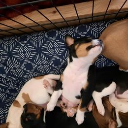 Rat Terrier and Rottweiler Puppies from Sandpoint Deckers