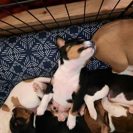 Rat Terrier and Rottweiler Puppies from Sandpoint Deckers