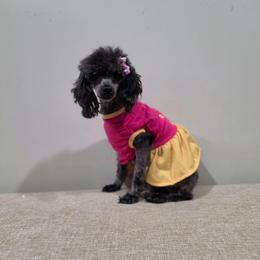 Moon - Poodle