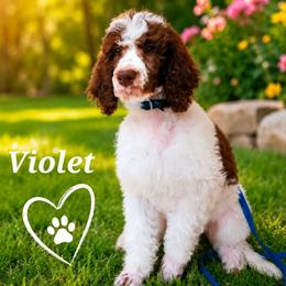 Violet - Parti female Poodle puppy in Dover, Delaware from Dogtastic Poodles