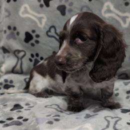 Vulcan the Chocolate Piebald Boy - Piebald male Dachshund puppy in Pelion, South Carolina from Doitsujin Dachshunds