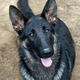 Beretta - German Shepherd