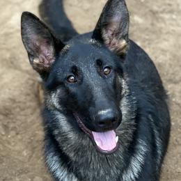 Beretta - German Shepherd