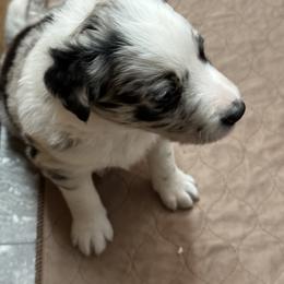 Border Collie Puppies from Roaring River Border Collies