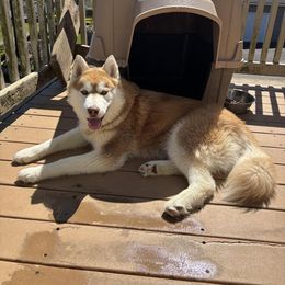 Pink - Red and white Siberian Husky puppy in Aberdeen, Washington from Shaffer Family Farm