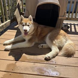 Pink - Red and white Siberian Husky puppy in Aberdeen, Washington from Shaffer Family Farm