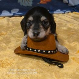 Sterling - Black and cream male Dachshund puppy in Willard, Utah from Simply Sharing Love