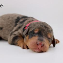 Grace - Merle female Bernedoodle puppy in Comanche, Texas from Central Texas Doodles, LLC.