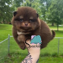 Isabela - 4800.00 dollars - Chocolate and tan female Pomeranian puppy in Perry County, Ohio from Speechless Pom’s
