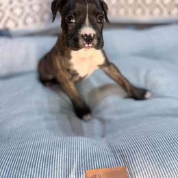 Girl 1 - Brindle female Boxer puppy in Prestonsburg, Kentucky from Diamond Standard Boxers