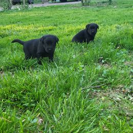 Blue collar - Black Labrador Retriever puppy in Cochranville, Pennsylvania from Ivyline Labradors