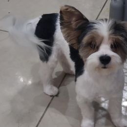 Yorkshire Terriers from Granny's yorkshire Terrier Modesto California