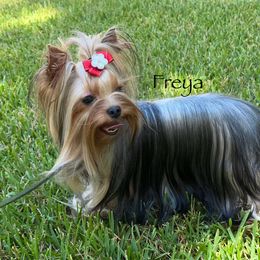 Freya - Yorkshire Terrier
