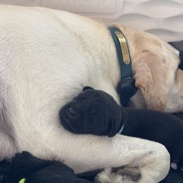 Labrador Retriever Puppies from Salt Run Retrievers