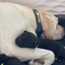 Labrador Retriever Puppies from Salt Run Retrievers