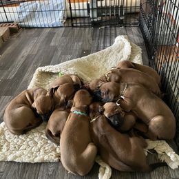 Rhodesian Ridgeback Puppies from Sky Ridge