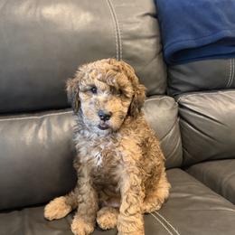 Goldendoodle and Poodle Puppies from Gentle Paw Goldendoodles