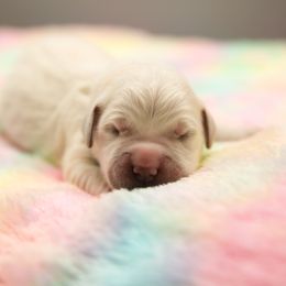 Golden Retriever Puppies from Gravitas Golden Retrievers