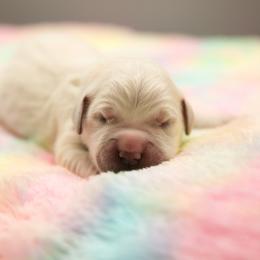 Golden Retriever Puppies from Gravitas Golden Retrievers