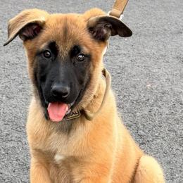 Blue collar boy. - Fawn male Belgian Malinois puppy in Egg Harbor Township, New Jersey from Ever Loyal K9 Training
