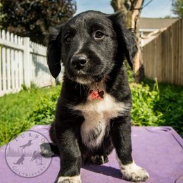 Border Collie, Golden Retriever, and Sporty Mix Puppies from Turbo Border Collies & Coltrievers