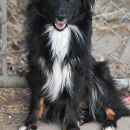 Mocah - Miniature Australian Shepherd