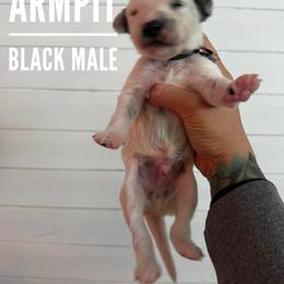 Arm Pit - White and black male Dalmatian puppy in Stanchfield, Minnesota from Darling Dalmatians