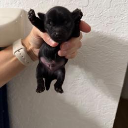 Moose - Black and tan male Yorkshire Terrier puppy in Lakeland, Florida from You Me & The Yorkies