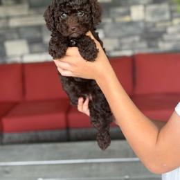 Caramel - Brown female Double Doodle puppy in Millersburg, Ohio from T Sanctum