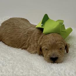 Australian Labradoodle Puppies from Pacific Coast Doodles