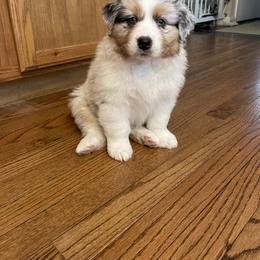 Australian Shepherd Puppies from Bluegrass Australian Shepherds