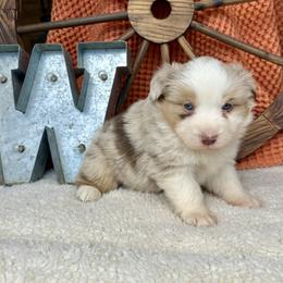 Autumn - Red merle female Miniature Australian Shepherd puppy in Checotah, Oklahoma from Wild Outlaw Aussies
