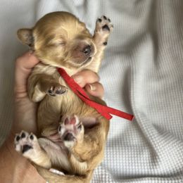 Cavapoo, Havanese, Havapoo, and Poodle Puppies from West Cobb Dogs