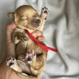 Cavapoo, Havanese, Havapoo, and Poodle Puppies from West Cobb Dogs