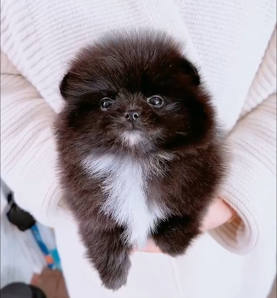 Tux - Pomeranian